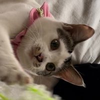 登米猫　TNR請負　のらさんや譲渡予定猫さんを捕獲して不妊手術へ連れて行きます(@baiyouniku_ouen) 's Twitter Profile Photo