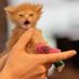 Smol fry (the artist formerly named BBJ) (@kittyluvr02) Twitter profile photo Smol fry (the artist formerly named BBJ) (@kittyluvr02) Twitter profile photo