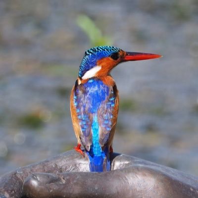 Former primary headteacher. Governor. Wildlife watcher & nature lover. Travel and books. Photography. Instagram @claire4frost