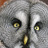 OwlCentre's profile image