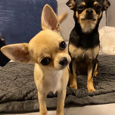 Chihuahua mom, US Expat living in the UK. No DM.