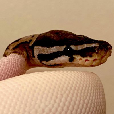 ボールパイソン系動画投稿者 / ボールパイソンの魅力や飼育の様子をお届けします🐍 / 🐍×18 / 日常→【@KT_Ballpythons】 / ボールパイソンのほかにもいろいろ / #爬虫類 #ボールパイソン #Reptiles #Ballpython