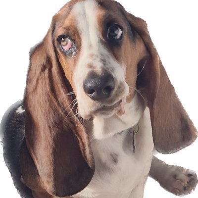 bookish_Basset's profile picture. Presbyterian, wife of @KepWhite, Basset owner, and editor. Appreciator of Geneva tunes and songbirds. “God is greater than our heart.” 1Jn 3:20