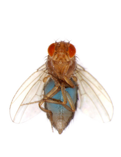 Our lab is interested in understanding how the internal state of the fruit fly Drosophila melanogaster affects its behavioral decisions.