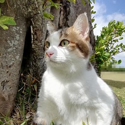 野良でボス猫だったキジシロ(推定８才)マキシと暮らしています🐈✨
スィーツ、ホラー映画、海が好き💕ＤМでのYouTube宣伝❌