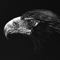 Silent eagle (@silenteagle117) 's Twitter Profile