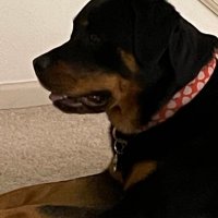 Wolfgang Ruppelt (@ruppeltwruppelt) 's Twitter Profile