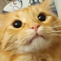 Lamashtu (@lamashtu__) 's Twitter Profile