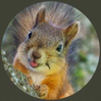 Secret Squirrel(@ssquirrel007) 's Twitter Profile Photo