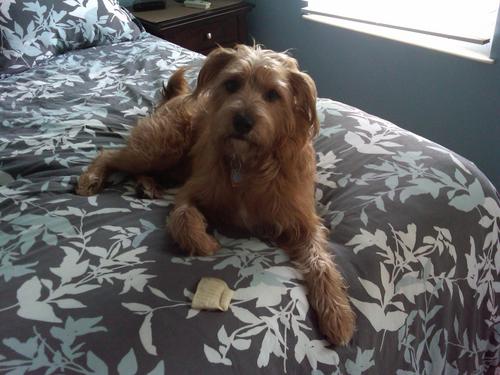 FletchyDog's profile picture. Just a Pittsburgh dog...