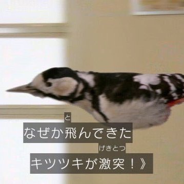 inu53_nekoha's profile picture. ログアウト中はずっと鍵にするという試み