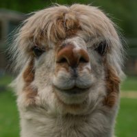 A Life Without Humans (@alifewithoutus) 's Twitter Profile