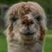 A Life Without Humans (@alifewithoutus) Twitter profile photo A Life Without Humans (@alifewithoutus) Twitter profile photo