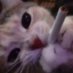 🅒🅞🅞🅛 (@roblioa) Twitter profile photo 🅒🅞🅞🅛 (@roblioa) Twitter profile photo