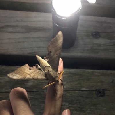 akuta_thousand's profile picture. ミーハー蛾屋　蛾アレルギー　無言フォロー