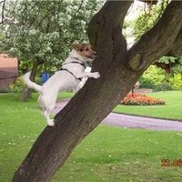 Debbie👧, Daisy🐶, Kimbo 🐶, Mandy🐶🌈 (RIP) 🌈 (@debbieridley8) 's Twitter Profile Photo Debbie👧, Daisy🐶, Kimbo 🐶, Mandy🐶🌈 (RIP) 🌈 (@debbieridley8) 's Twitter Profile Photo
