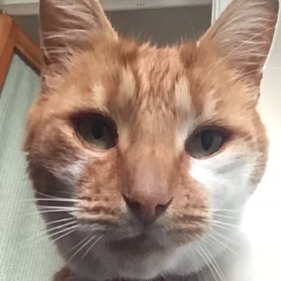 TiggerVizsla Profile Picture