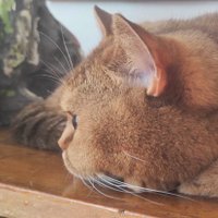 nathan brrrr (@nathan_brrrr) 's Twitter Profile