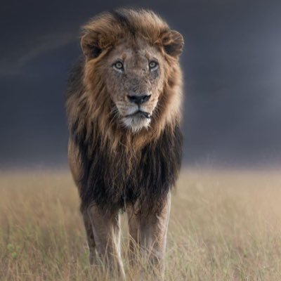 Wild Lions all around the World. Follow @wildfreelions & tag us #wildfreelions