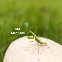 MantisSwap Intern(@MantissaIntern) 's Twitter Profile Photo