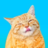 こんきち (猫写真) (@konkiti_730) 's Twitter Profile Photo
