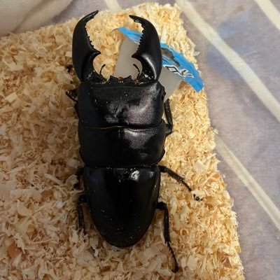 趣味がカブクワ飼育、ゴルフ、キャンプ 。カブクワはオオクワガタ、エレファスゾウカブトメイン。ゴルフはドライバーで290くらい飛びます。キャンプは春と秋がメイン（冬は焚き火が暖かいけど夜が耐えられない日がある💦）たまに更新してるので興味があったら見て下さい！🤗