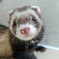 sin (@sinenix) 's Twitter Profile