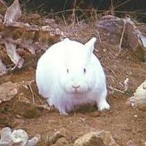 no ordinary rabbit