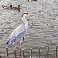 夏花 (@so_nichi2) Twitter profile photo