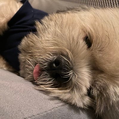 waddlesssssss's profile picture. 