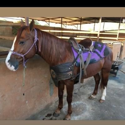 TSU publicidad y mercadeo  

Amigo de mis amigos y enemigo de lo ajeno...

Fiel amante del hipismo 

Toros coleados y riñas de gallos.. hijo de VILLA DE CURA