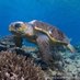 Loggerhead (@321flspacecoast) Twitter profile photo Loggerhead (@321flspacecoast) Twitter profile photo