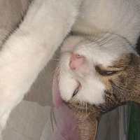 viii (@my_anoniim) 's Twitter Profile
