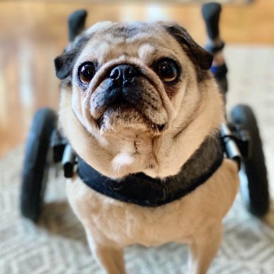 A senior pug just rolling through life in the Bavarian village of Leavenworth, WA

she/her Interests: Food, hoomans, food. Living my best #puglife