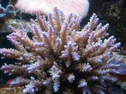 Kidsgrovetropic's profile picture. Top quality pet & aquatic retailer stockist of all major brands including rena, deltec, api, aquarian, tmc, hikari, hagen etc.Our retail store is open 7 days