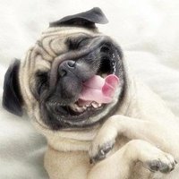 ꧁Obkold꧂ (@obkold) 's Twitter Profile