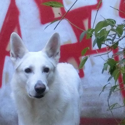 BarbaraD88816's profile picture. hrdý asistenční člověk bílého ovčáka a brouk Pytlík tradiční medicíny