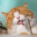 Cats Out Of Context (@nice_funny_cats) Twitter profile photo Cats Out Of Context (@nice_funny_cats) Twitter profile photo