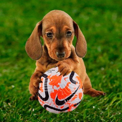 futbolcachorro Profile Picture