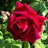imme629's profile picture. Progressive Liberal, animal lover, photographer, retired Civil Servant. No Planet B. #Resist.🚫 DM’s, sales, Bitcoin, Crypto, MAGAts. Same handle everywhere.