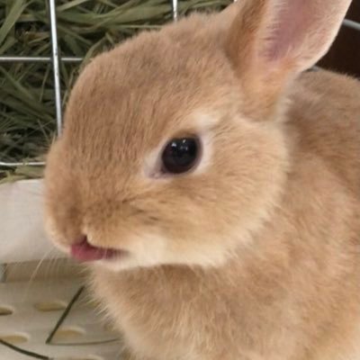 moka_usa0421's profile picture. 2022.4.21生まれ 。17Live で日常を配信@moka_usa0421 Instagram https://t.co/7yEYrnTRGX