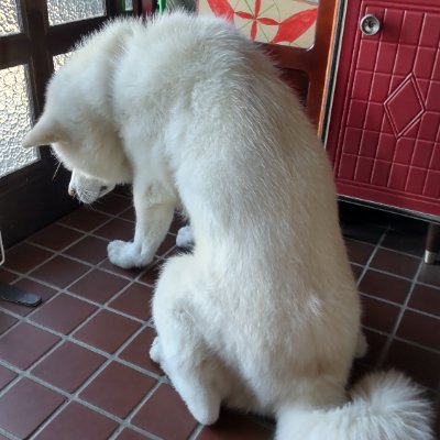 8gagaoasis's profile picture. 2022/5/31ボクは大館で産まれたのだ！
岩手でとーちゃんとばーちゃんと暮らしているのだー🐕