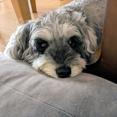 ocqc91cnTQgZzlJ's profile picture. ミニチュアシュナウザーのはず。
びびりな、きなこ。でかくて良い奴。甘々主。みんなも私もベホイミ！