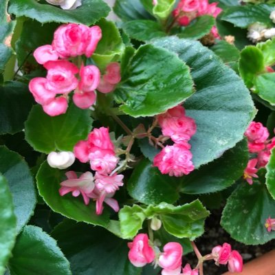 tonton83668631's profile picture. ツイートする程の知識は持ち合わせてないので注目した事にリツイートしています。日本政府は敗戦後から今もずっと表向きは独立を装わされ陰では英米ユダヤ人イエズス会欧州貴族に恫喝と暴力で支配され続けていると思います。日本の政治家は二十数名の日本人以外は帰化外国人のようです。