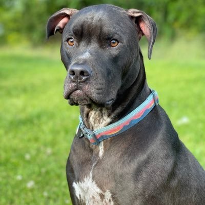 dogmomPibbleChi Profile Picture