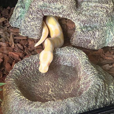 sarahdragonmum's profile picture. 🐱🐱🐱🐈🐲🐲🐲🐍 I am here on twitter for Brian Barczyk and the LegaSea aquarium 🪼🦂🦈