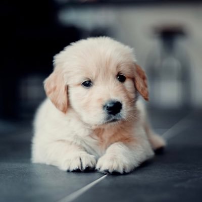 dragonyearx's profile picture. 