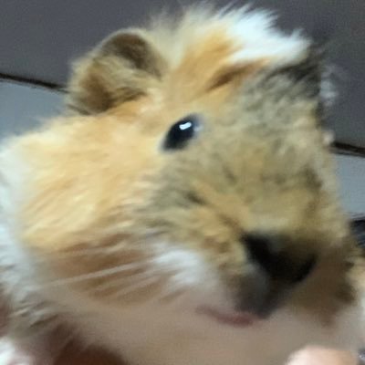 meew_o3o's profile picture. 🏳️‍🌈