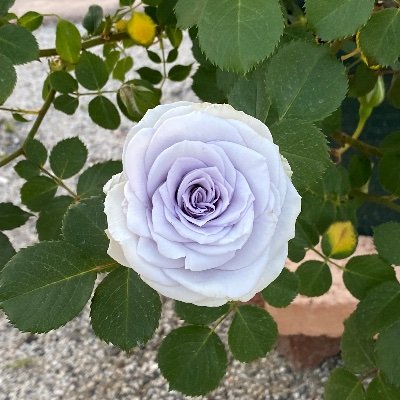 gengorou1625's profile picture. 