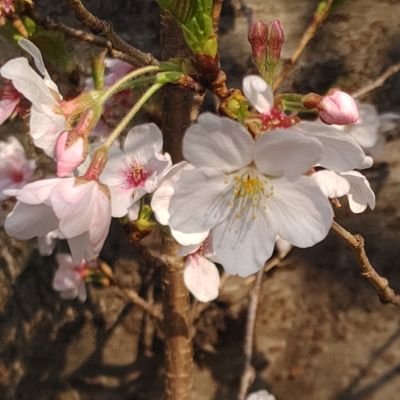 好きなものだけ集める🌸
楽しいことだけつぶやく🌸